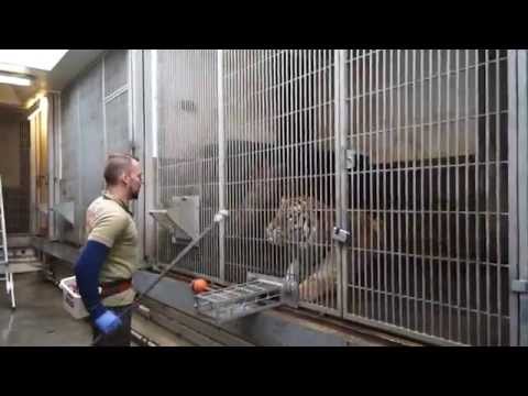 Tigertræning | Copenhagen Zoo