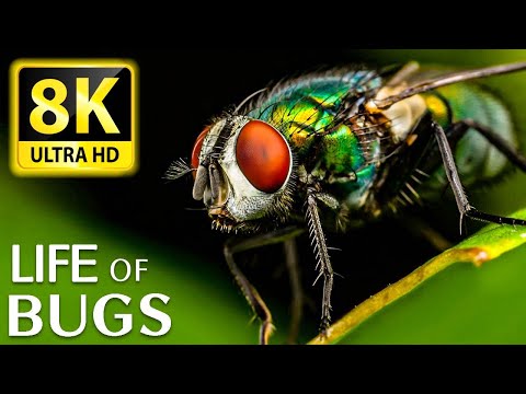 Life and Habitat of Insects 8K ULTRA HD (60 FPS)