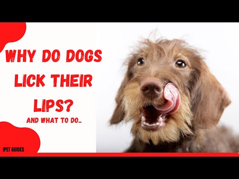 What to Do if You See Your Dog Licking Their Lips