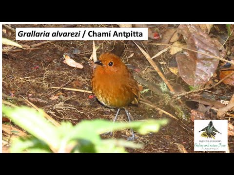 Grallaria alvarezi, Chamí Antpitta, western andes, endemic birds colombia