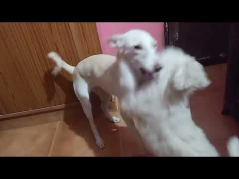 lovely puppies Bhagya and Srinithi#puppies