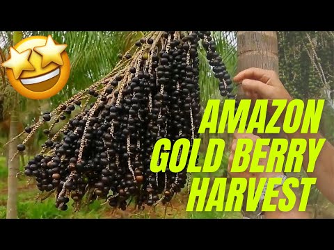 Acai Palm Tree Cultivation Technology Amazon Gold Berry Harvest  Acai Berry Processing Factory