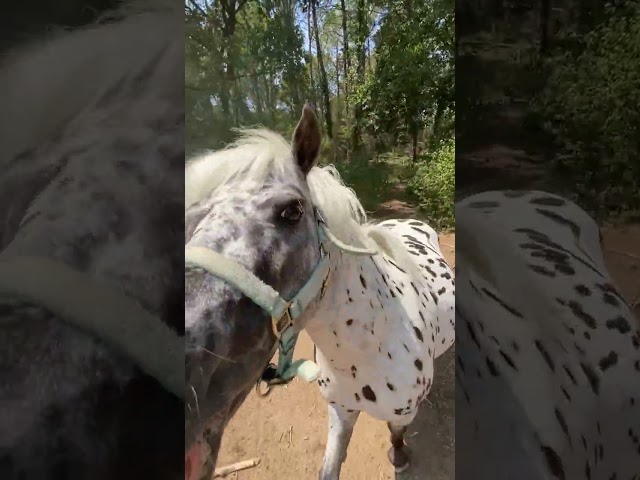 A vendre entier poney onc