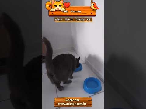 Vídeo de Luiz Vicente 