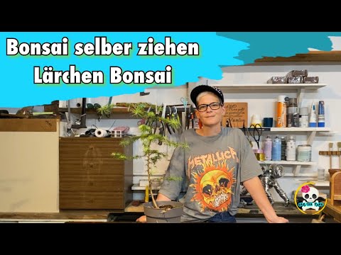 Bonsai selber ziehen / Lärchen Bonsai ( Erstgestaltung meines zukünftigen Bonsai )