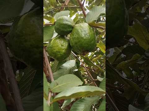 14/03/26, Arenópolis, GO.#turismo #viagem #goiás