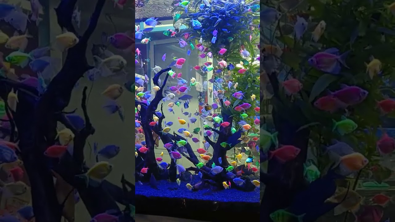 Beautiful Glo Tetra Fish | colourful aquarium