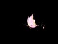 Pink Butterfly Effect Black Screen Status Butterfly Effect Black Screen Template Download
