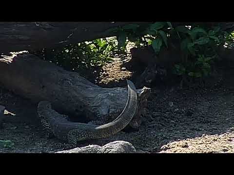 Djuma: Water Monitor Lizard adult looking for food around log - 11:09 - 04/15/19