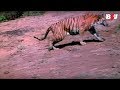 Amitabh Bachchan Scares The Tiger Mr Natwarlal Scene B4U Mini Theatre