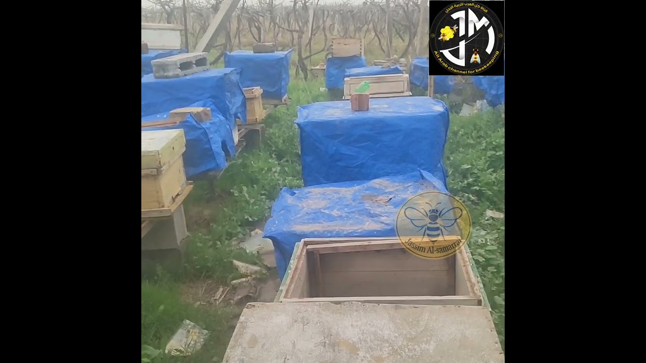 تجيش النحل والانطلاقة ودورة التغذية والعجائن