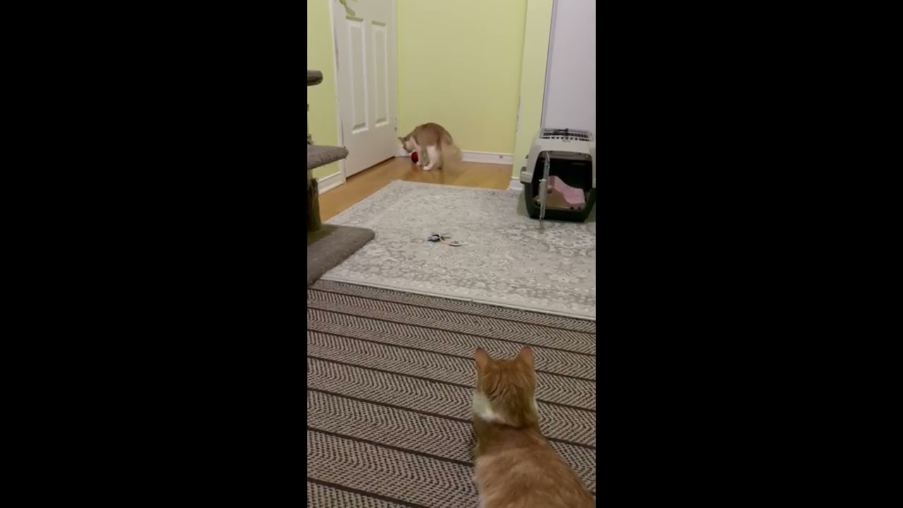 Enlarge Poutine (bonded with Mountie), a Adoptable mixed breed in Brampton, ON video 3/6