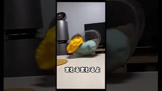アニマルないない。珍しい動物のおもしろシーン #猫 #動物 #犬