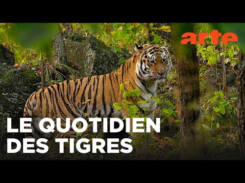 Le grand retour du tigre de Sibérie | ARTE Évasion