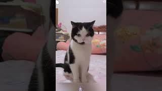 Download lagu Part 52 #funny #cat#BehindTheScenes mp3 Download lagu Part 52 #funny #cat#BehindTheScenes mp3
