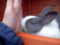 Blue Licking Me