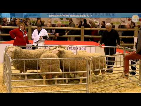 Voir la vidéo : Ring Ovins et Caprins du 28 février 2017, partie 1