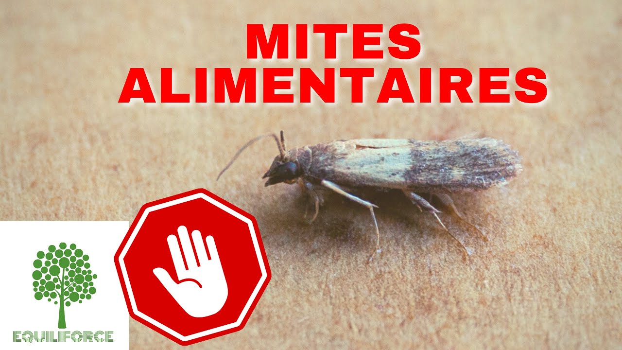 Se débarrasser des mites alimentaires le piège à réaliser