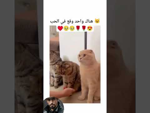 عشان النظره أشترك 😍الكل يحاولون اضهار حبهم لكن هناك واحد تفوق عليهم بنظرات🥹♥️😍😍😍😺😺♨️