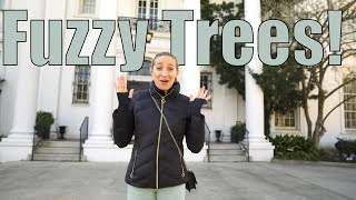 Fuzzy Trees in Baton Rouge | Van Life 2021