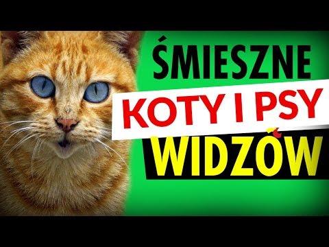 śmieszne Koty I Psy Widzów Dubbing Matt Olech