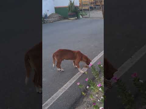 cães abandonados na cidade de Matinhas Paraíba