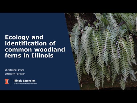 Ecology and identification of common woodland ferns in Illinois