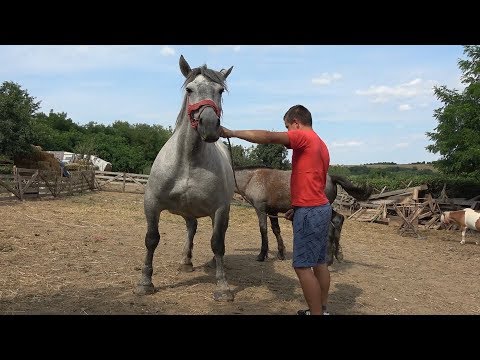 Caii lui Mircea de la Cubulcut, Bihor 2019 Nou !!!