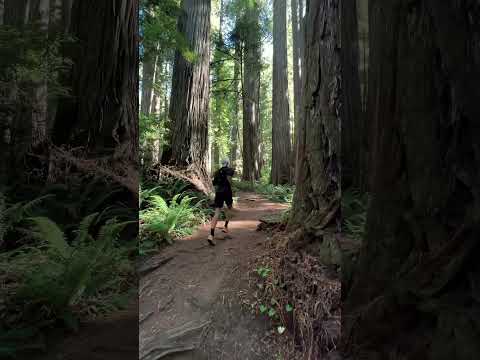 Chasing Giants: Running Through Redwood National Park