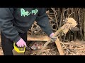 How to make a blackthorn root stick - finding the handle