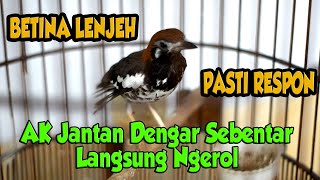 Download lagu ANIS KEMBANG BETINA MEMANGGIL JANTAN, ANIS KEMBANG BETINA NRITIK mp3