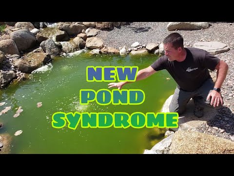 NEW POND SYNDROME - Algae Bloom Solutions | Say NO! to green pond water!!