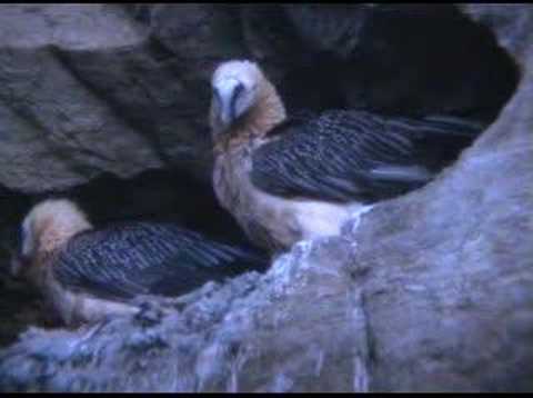 Quebrantahuesos
