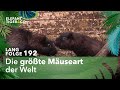 Äußerst seltene Riesenmäuse im Zoo Leipzig (Langfolge 192) | Elefant, Tiger & Co. | ARD