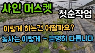 #샤인머스켓재배기술 #포도순작업  #시설하우스비가림하우스