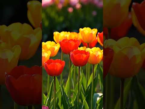 AR-RAHMAN #suratarrahman #love #flowers #lifeisbutadream #maimun