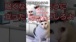 転職したけどまたブラック企業 #猫マニ #猫ミーム