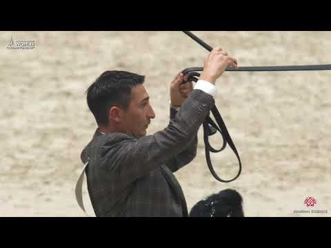 N 100 D SHEIMAZ   Paris 2019   Yearling Colts Class 4B