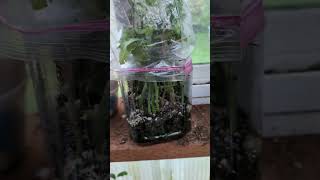 Quick & Easy rooting - Citrus trifoliate cuttings
