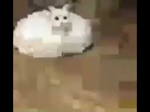 cat roomba