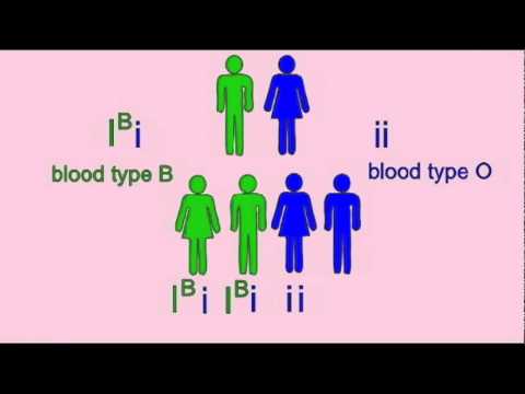 Do Siblings Have the Same Blood Type? Simplified Answer