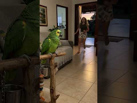Meu Papagaio Viu um Rato! 😱🦜
