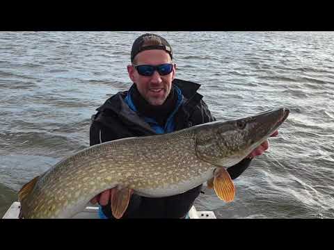 Nice pike in the net