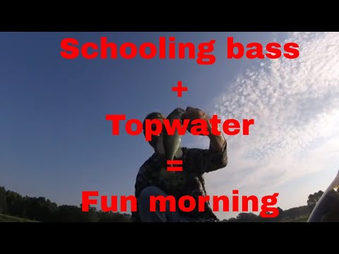 Early morning Topwater FRENZY (lure linked in description)