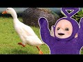 De eenden voeren - 1 uur teletubbies
