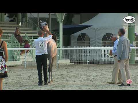 N 66 DILIGO DES AUBUS