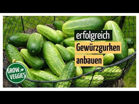 , title : 'Gurken erfolgreich anbauen | Gemüseanbau im Garten | Gewürzgurken @Gartengemüsekiosk'