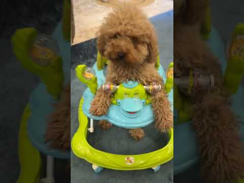 بسكت باك الحجله مال رفيف 🤣🤣🤣