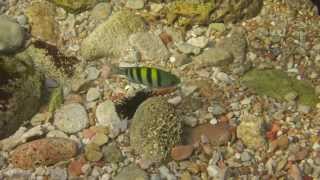 preview picture of video 'Oman Musandam Dibba - Snorkling'