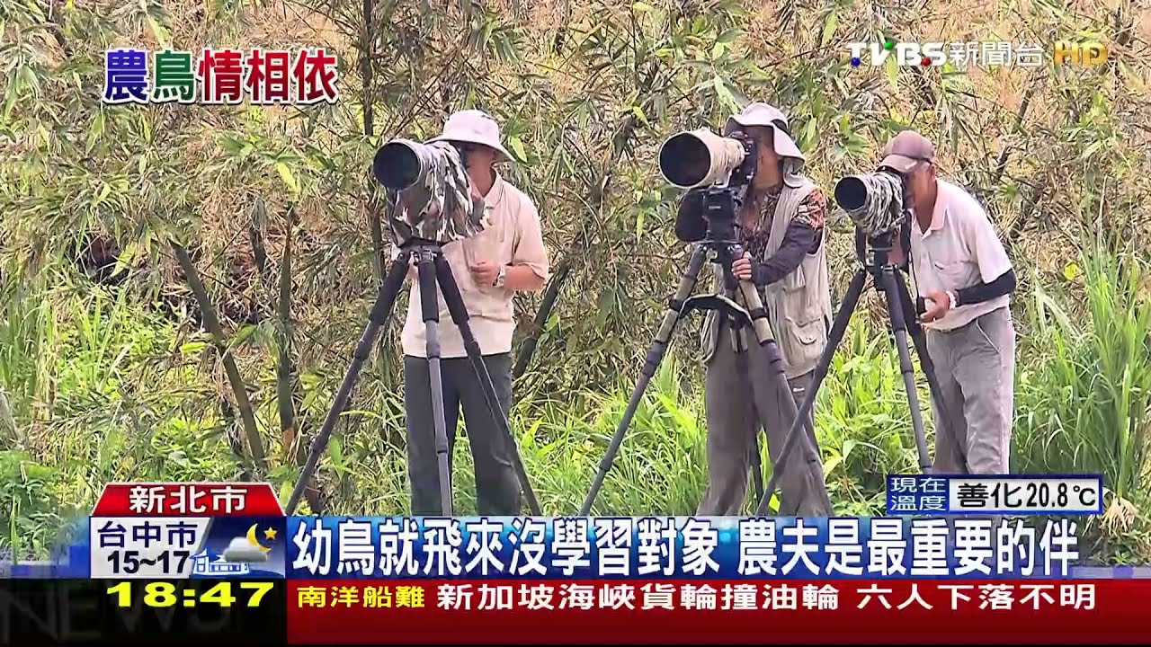 與小白鶴如親人　農夫：牠一定肚子餓了